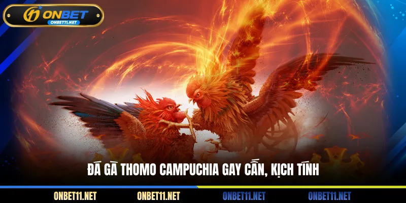 Đá Gà Thomo Campuchia – Mãn Nhãn Với Những Màn Chọi Kê Đá gà Thomo Campuchia gay cấn, kịch tính