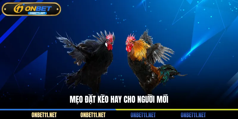 Mẹo đặt kèo hay cho người mới